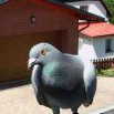 Pošťák Ondra - holub domácí