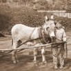 Wurbsův osel v uhelných skladech foto František Kučera