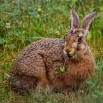 Zajda a čtyřlístek – já mám úplně jinou představu – foto Ivana Tichá 