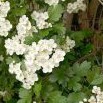 Hloh obecný (Crataegus laevigata)