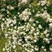 Tavolník bílý (Spiraea densiflora)