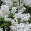 Trojpuk něžný (Deutzia gracilis)