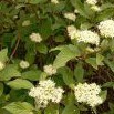 Svída bílá (Cornus alba)
