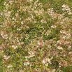 Kanadská borůvka – brusnice chocholičnatá (Vaccinium corymbosum) 