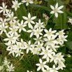 Snědek chocholičnatý (Ornithogalum umbellatum) lidově "Betlémská hvězda"