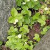 Jahodník obecný (Fragaria vesca) - lesní jahoda