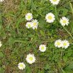 Sedmikráska chudobka (Bellis perennis)
