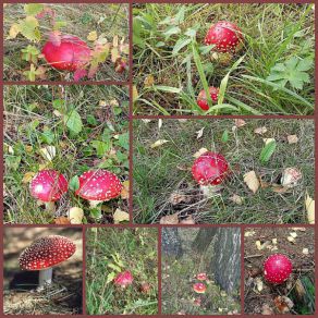 Amanita muscaria