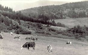 Pasoucí se krávy ve Sklenářovickém údolí (foto Stanislav Steiner)