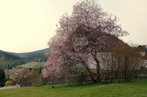 Rozkvetlý duben (foto anti)