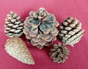 Borové šišky každá jiná