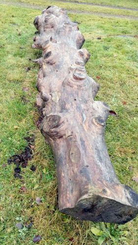 Kmen smrku - objekt-lavička, zahrada u Martinků Kmen smrku - objekt-lavička, zahrada u Martinků