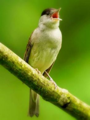 Pěnice černohlavá - foto www.zooostrava.cz