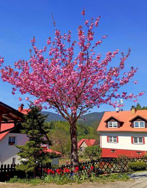 Rozkvetlá sakura v podhůří Krkonoš