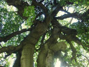 Buk lesní (Fagus sylvatica L.)