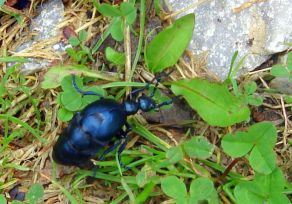 Majka obecná (Meloe proscarabeus) foto anti