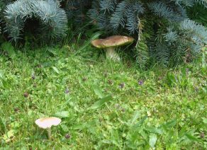 Špička obecná v trávě na zahradě