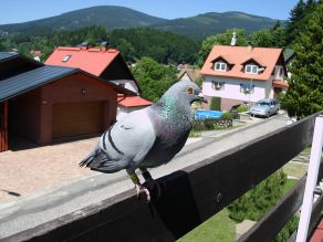 Znavený pošťák - foto anti